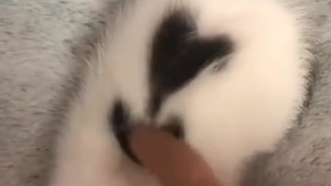 So cute beautiful dog