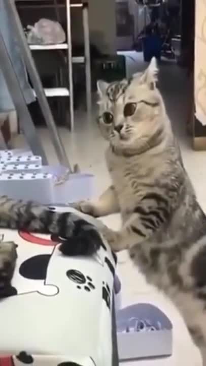 Cute Cat Funny Short Video Must Watch Cute Animals Video funny #shorts