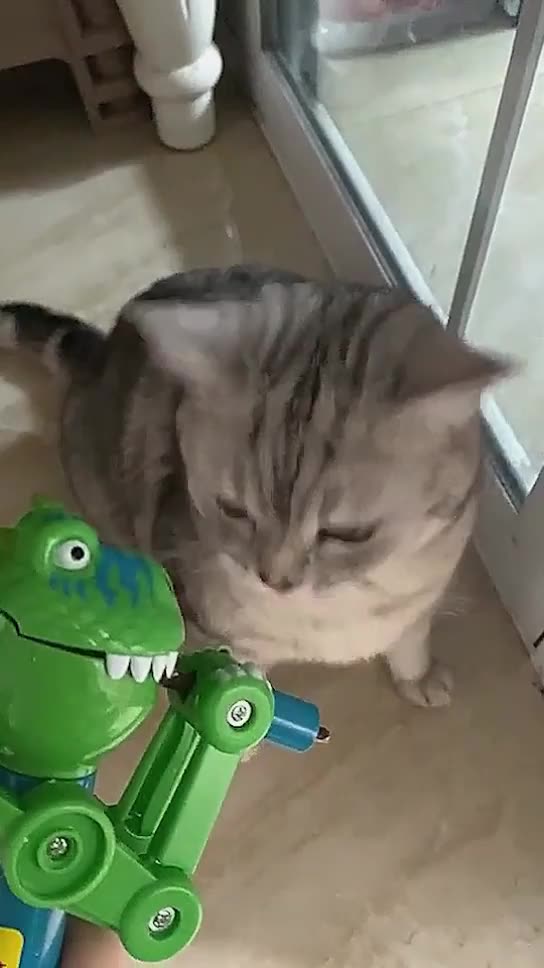 This cat really loves his lollypop #catlovers #catshorts #catmoments #dontmess #lol