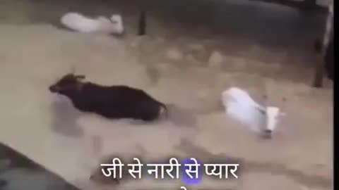 बारिश की तबाही का मंज़र.. Rain flood scenes