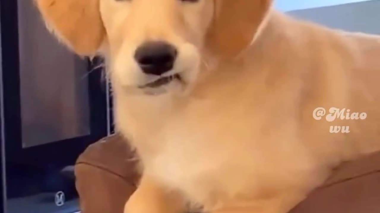 Funny Cute Dog Video - Very Funny Video | Legit you Dog to cat funny animals