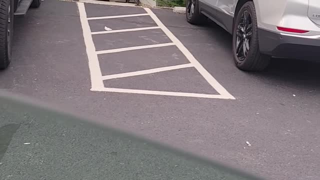 Black Bear Rummages for Snacks in Parking Lot