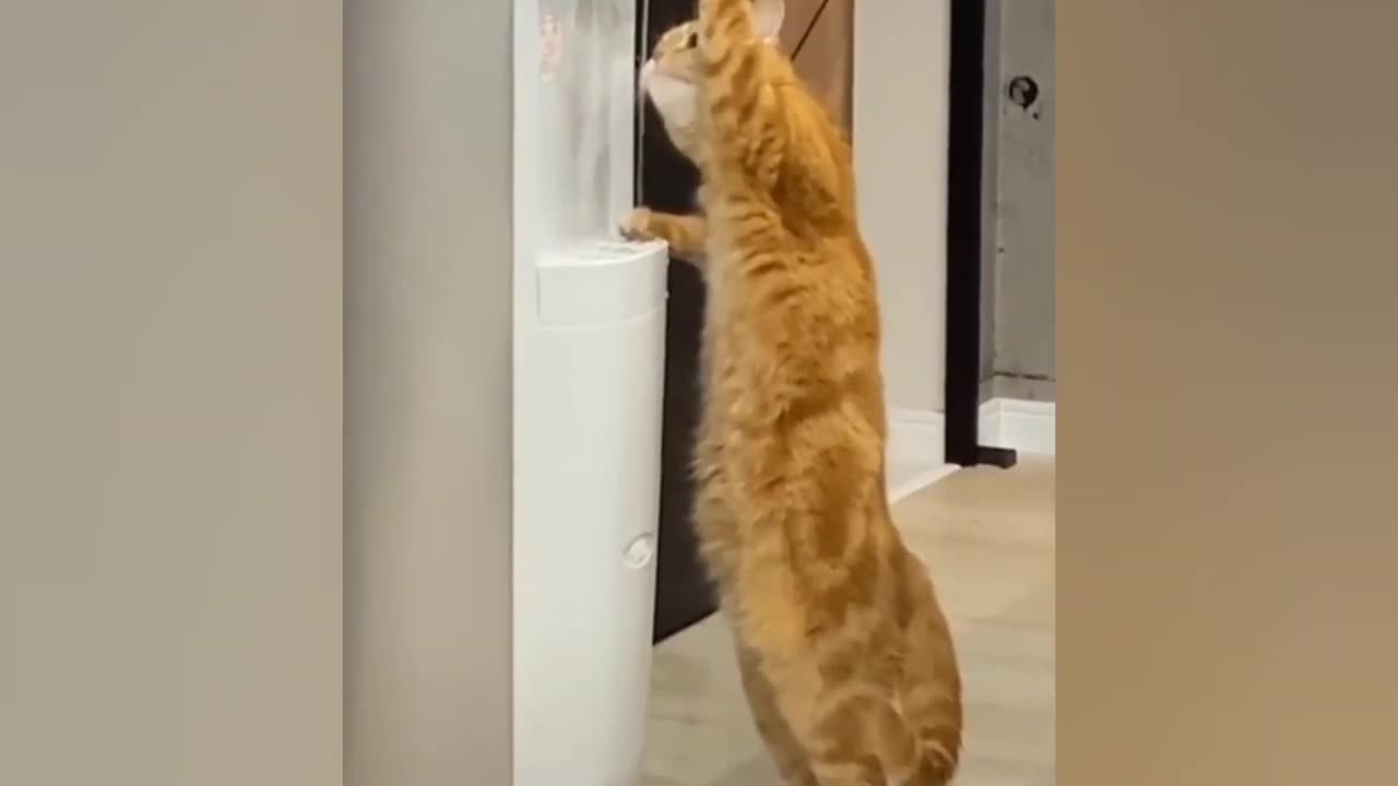 Funny Cat Compilation Video