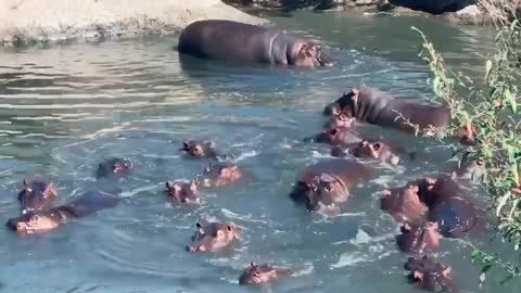 Please protect Hippos