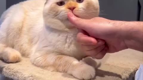 Helpful kitty