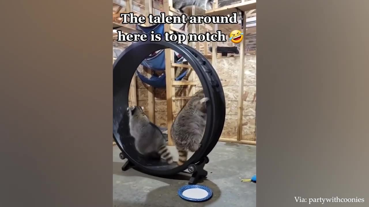 Impossible You Laugh You Lose with these FUNNIEST Animals😂🐱🐶