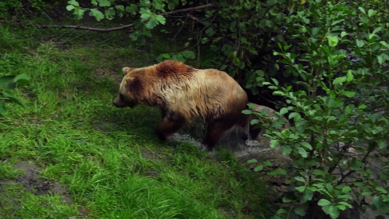 cute brown bear in water