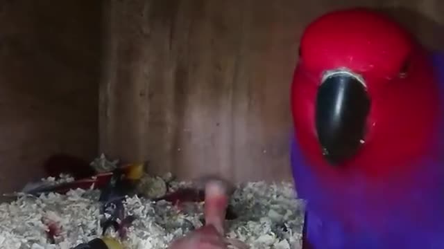 Cute parrot with new born baby