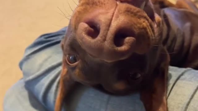CUTE DOBERMAN 9DAY PUPPY 02 TRAINING | #doberman #anonathedoberman #bitework #dogtraining #fighter