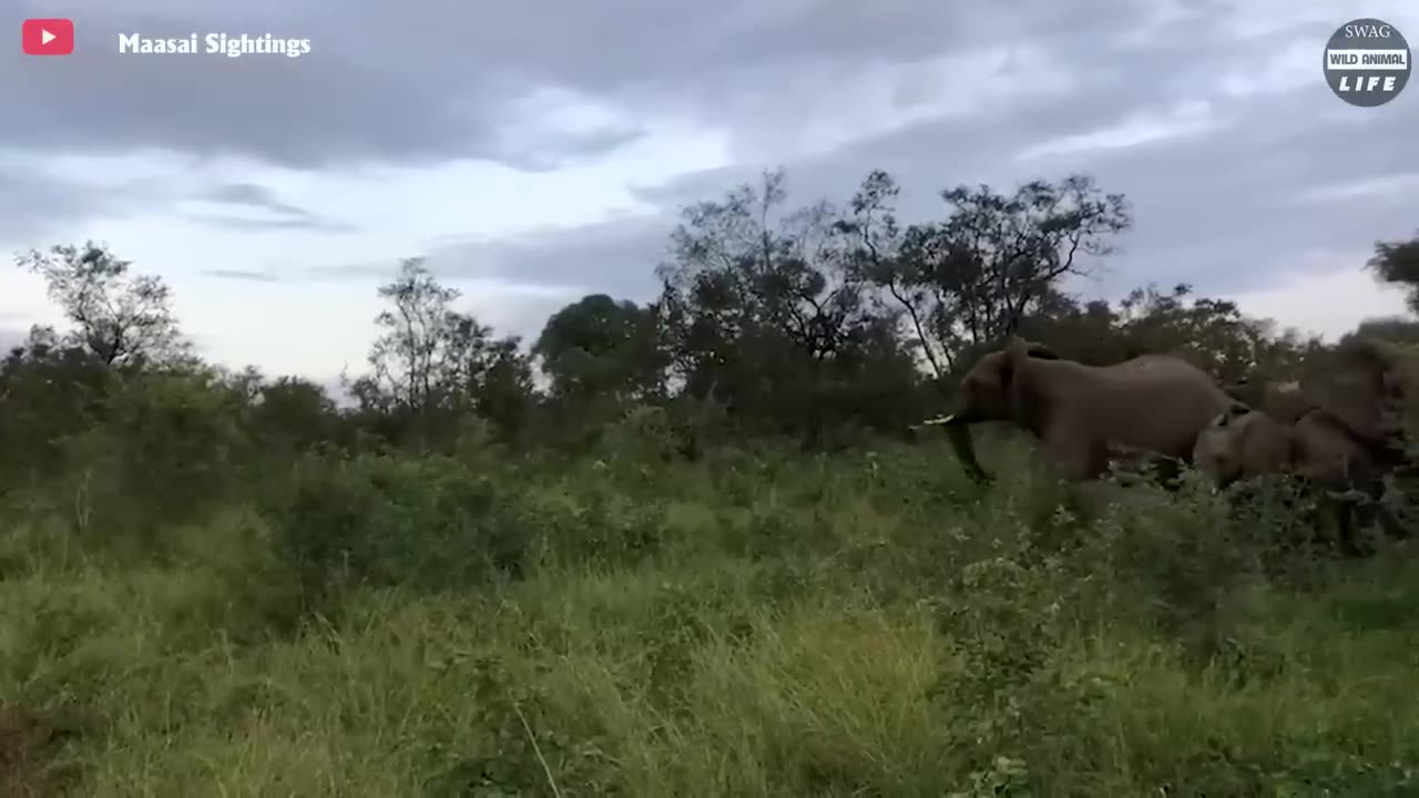 Injured Elephant Seriously After Being Attacked By Predators And What Happens Next?