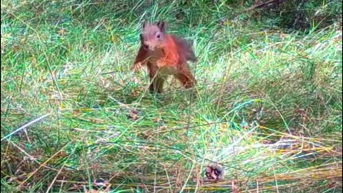 Do you see the tail of this squirrel? It's fluffy and beautiful