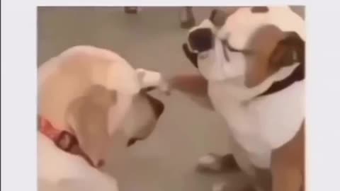 Dog giving blessing looks cute