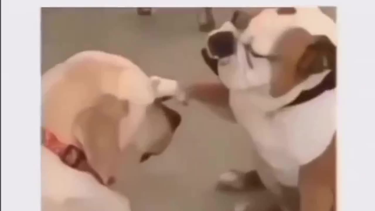 Dog giving blessing looks cute