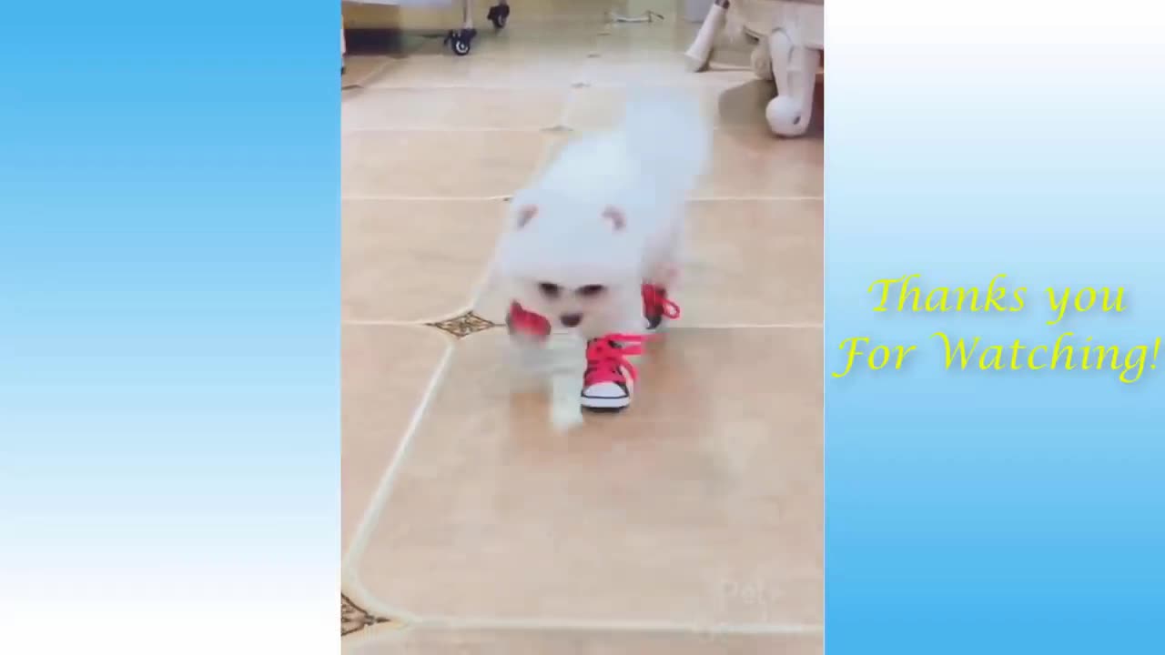 Funny cat video | Part -3