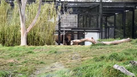 Best Ever Lions Fighting Melbourne Zoo