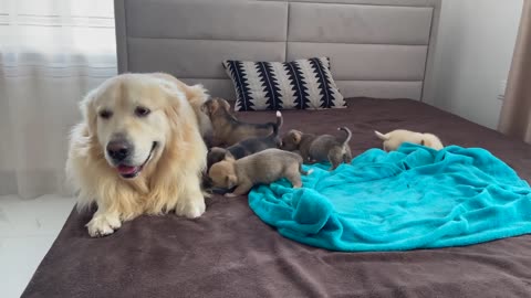 Puppies need the love of a Golden Retriever