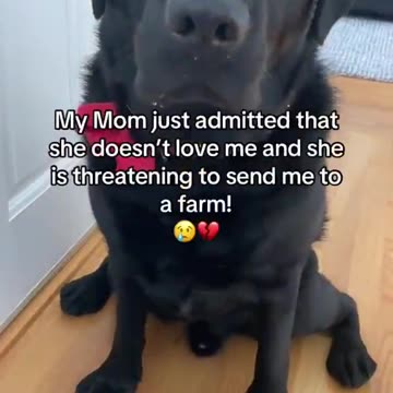 Dog owner threatens to send Black Labrador retriever to a farm-! 😢