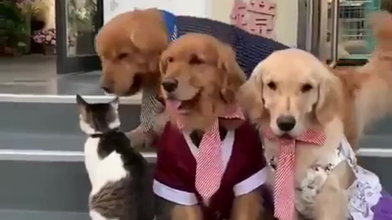 Friendly dogs