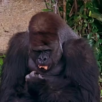 Funny Animal and Nature Videos