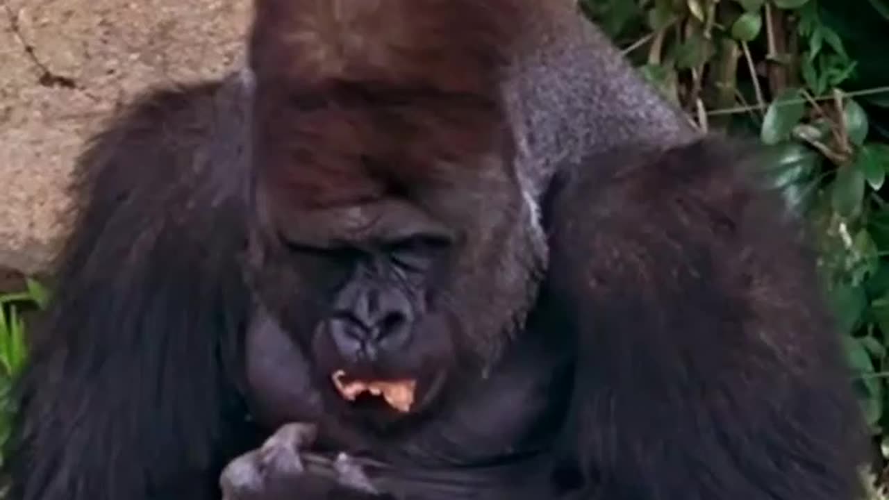 Funny Animal and Nature Videos