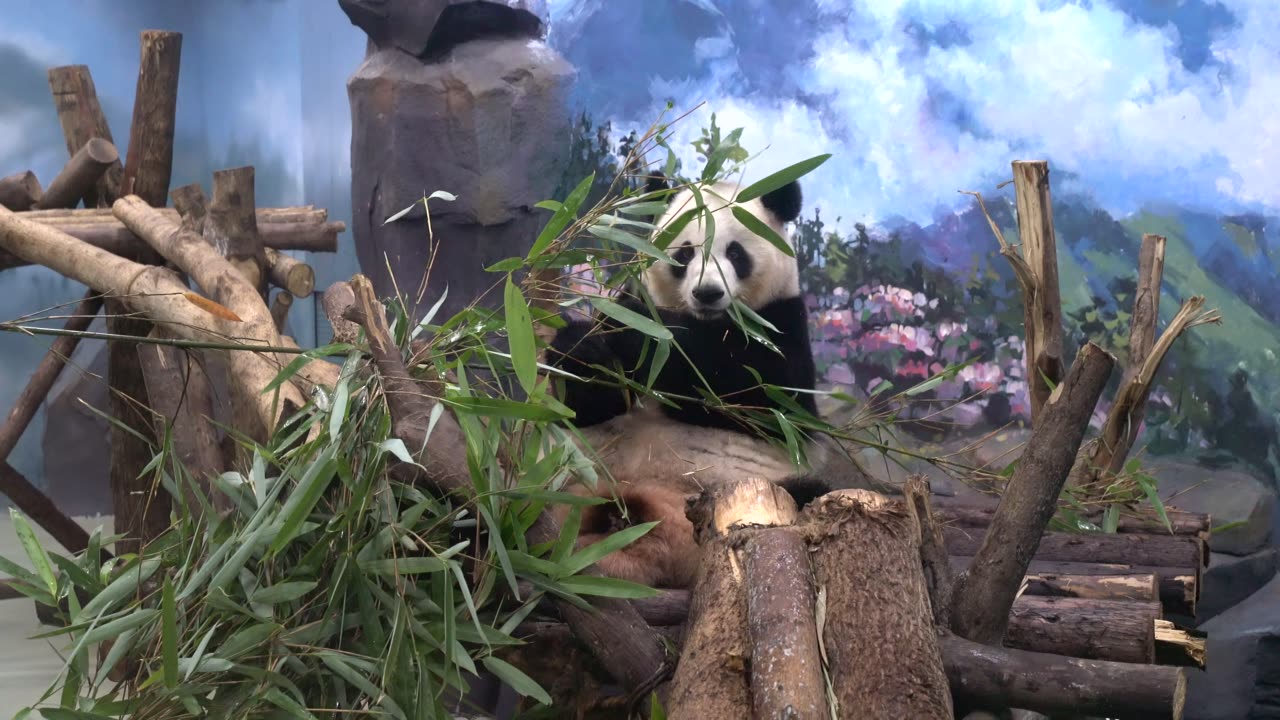 Cute cute panda