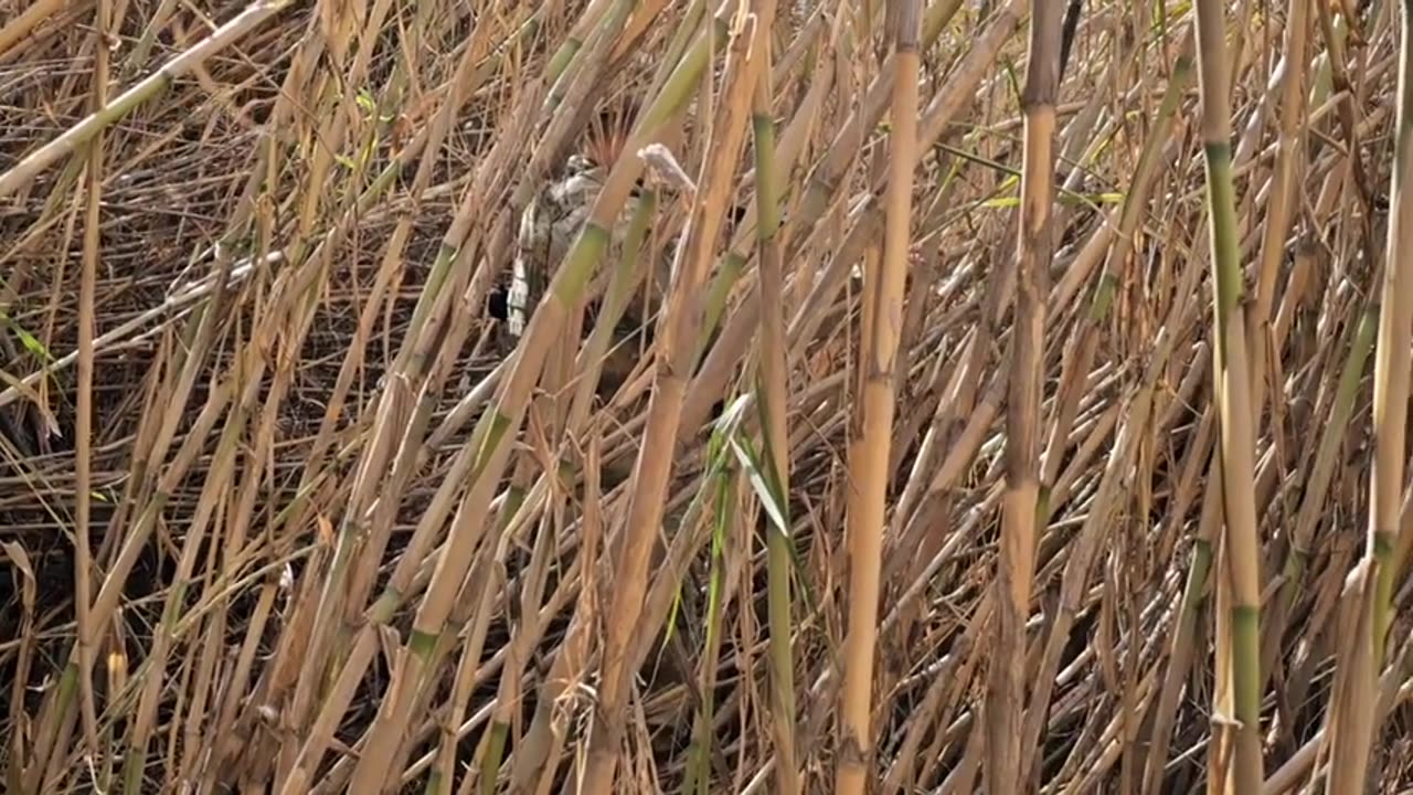 Migrants CAUGHT! National Guard KICKS THEM OUT. Eagle Pass Texas.