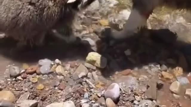 okaccoonsoftiktok #neveradullmoment #viral