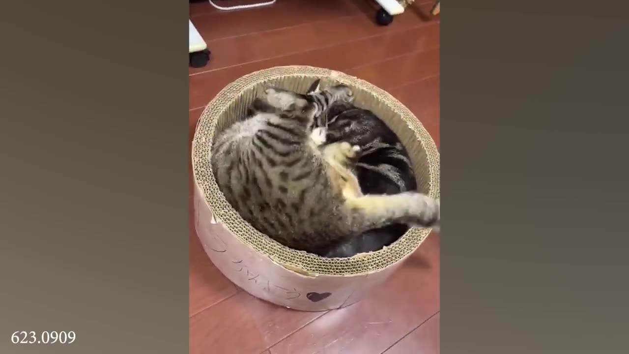 funny cat videos memes