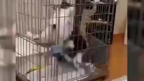 Funny Cat and Dog Videos Compilation