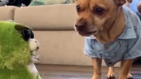 Dog copies toys face