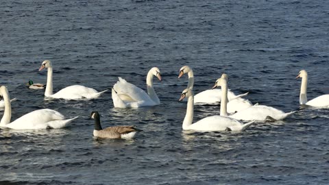 Beautifull ducks video