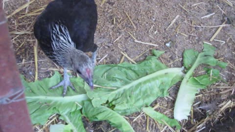 Blue silkie pair