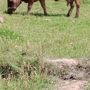 Best cows in the world 2023 | best cows animal video