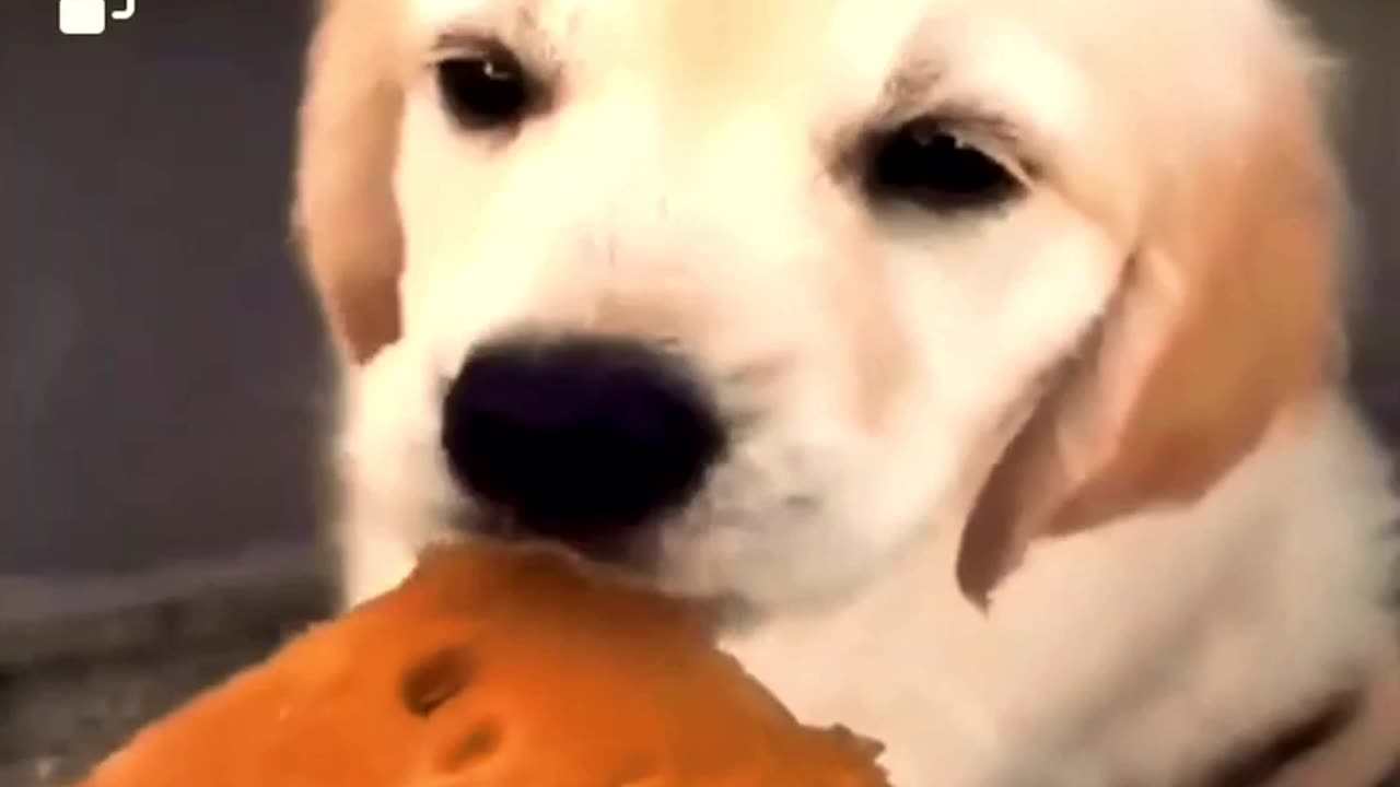 Cutest Puppy Eating Watermelon Video | Cute Baby Dog | Cutest puppy Video