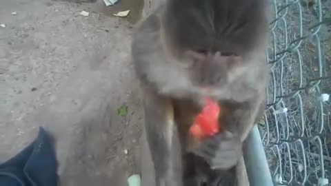 Monkeys funny race