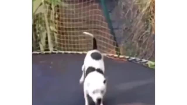 Cute puppy is jumping on trampoline