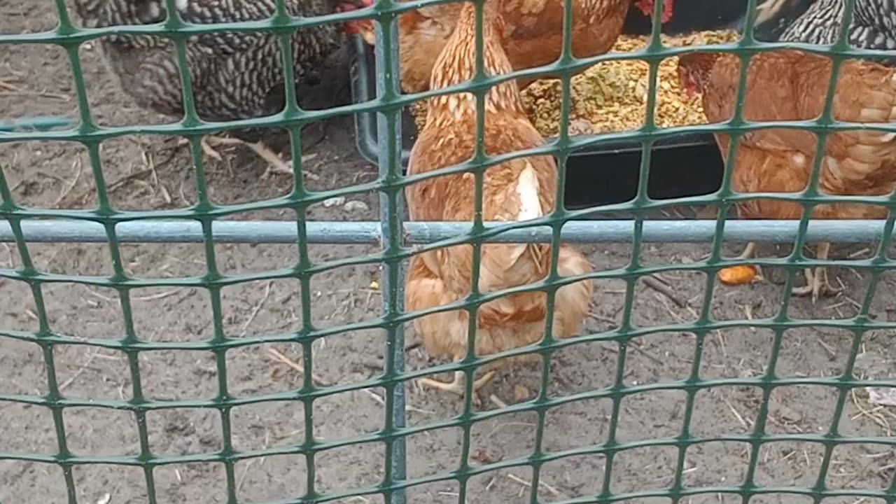 Happy Chicken Feed