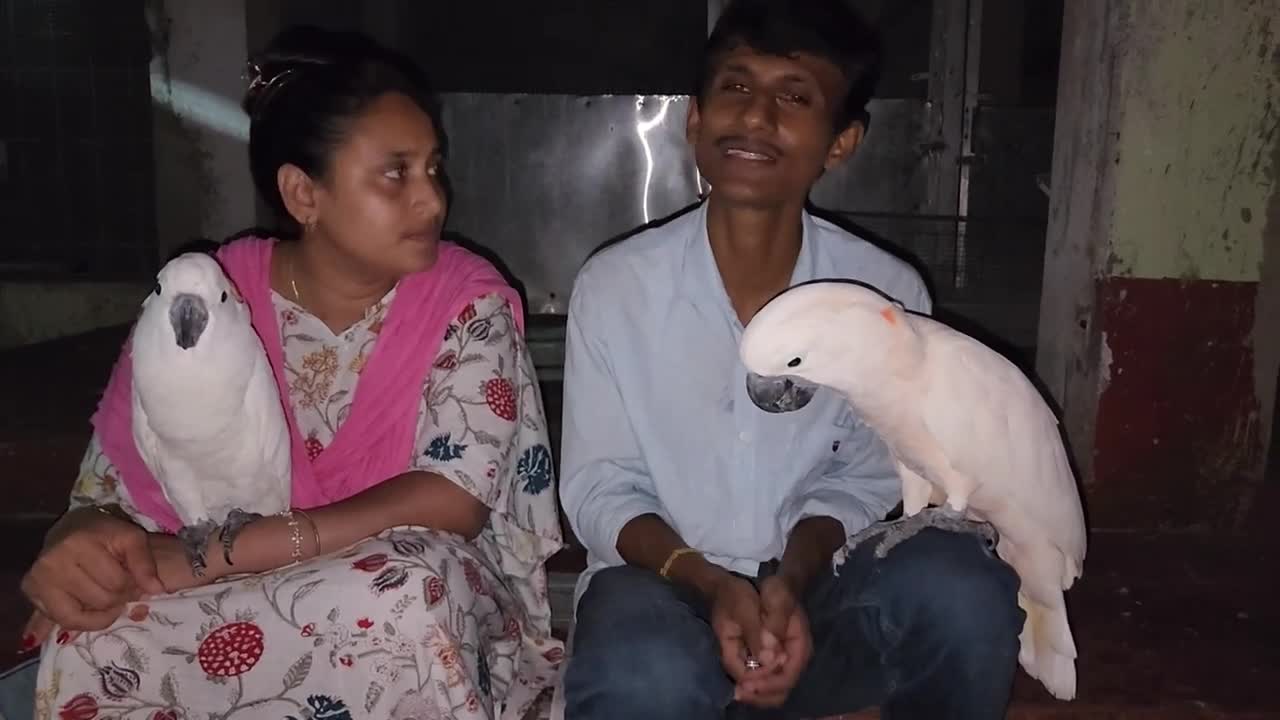 Manka The Moluccan Cockatoo Rio - Rat Vs Parrot Dipankar