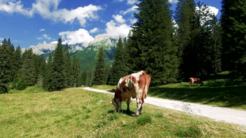 Cows Field Animals Mountains Nature