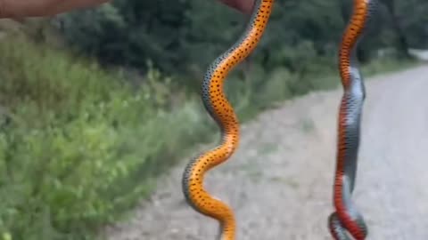 Baby snake