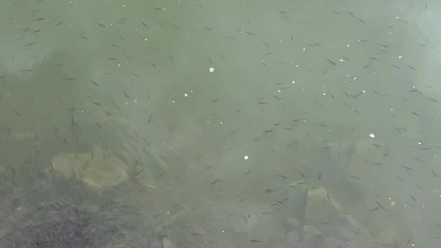 Fish Feeding Frenzy Erupts With Every Drop