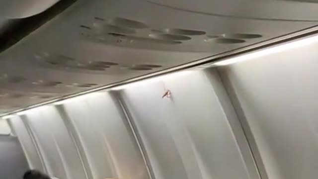 guess the airline 🥲