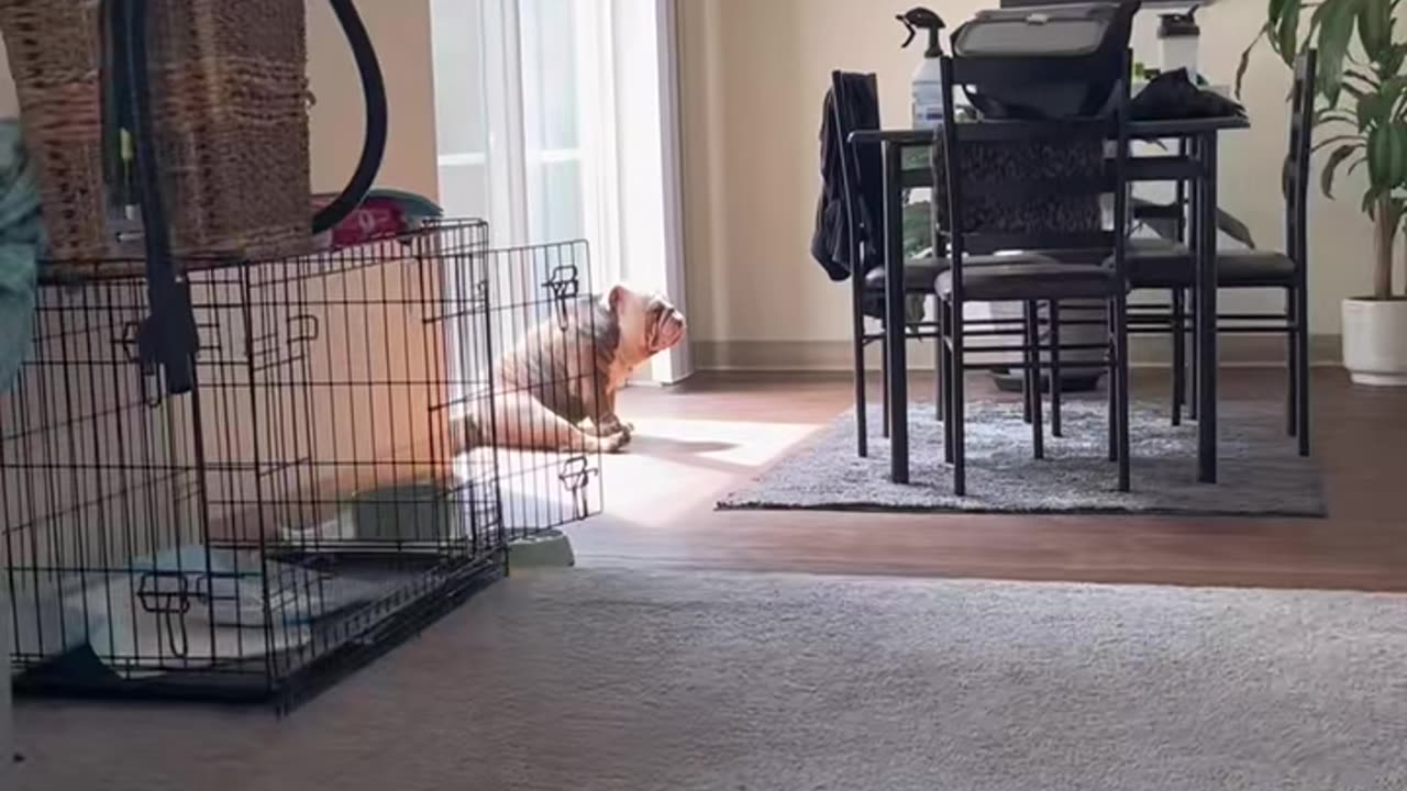A few things you should know before getting a bulldog