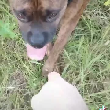 Boxer Vibes 2 MushroomHead