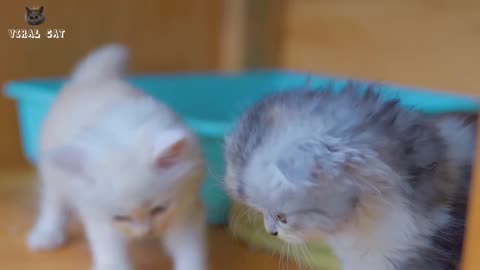 4k quality cat video