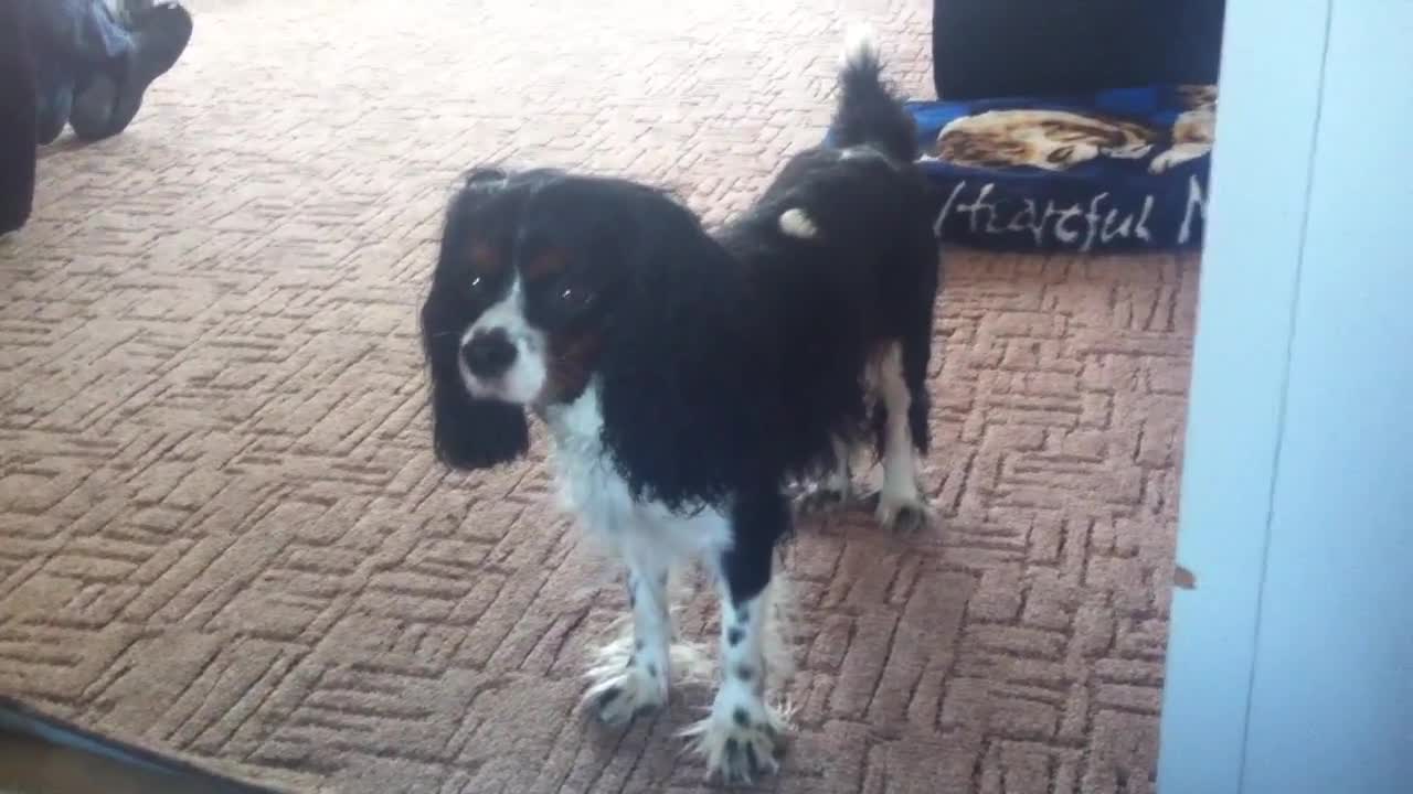 Ambulance siren causes dog to howl along