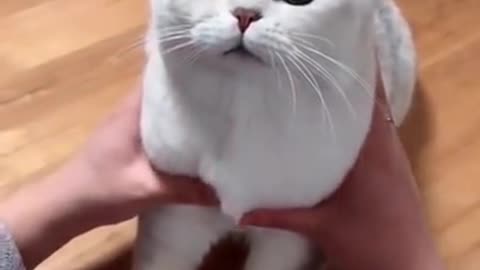 Funny Cat 🐈 satisfying video