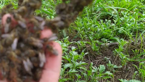 Bee