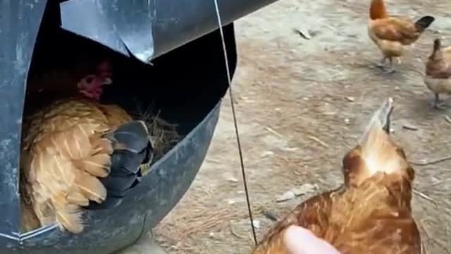 Hen Farming Best Idea - How To Get Eggs From Hens in Large quantities