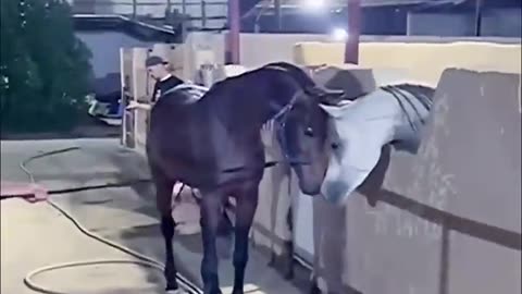 Horse Practicing Boxing🤣😂